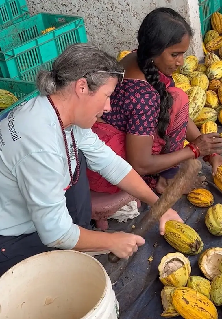 Two people crouching, breaking open yellow cacao pods by hand, with crates of harvested pods visible in the background.