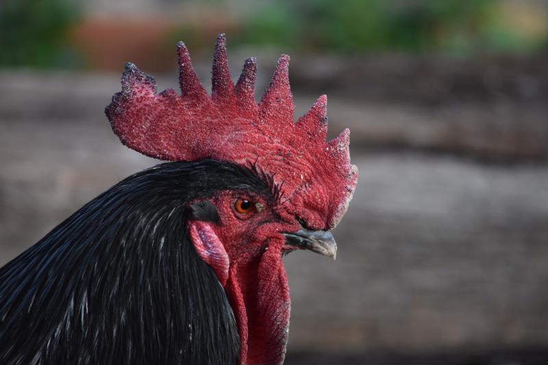 A close up of a rooster's head.